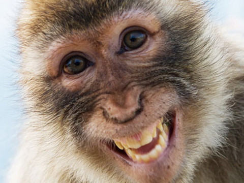 Tuổi Thân tài lộc lên cao, phải nắm bắt cơ hội và thời gian thích hợp, mọi việc sẽ thành công. Chỉ cần con giáp kiên trì, không bỏ cuộc, tiền bạc sẽ ập đến.