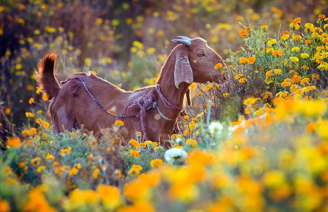 Tuổi Mùi hôm nay được quý nhân giúp đỡ. Công việc chỉ ở mức trung bình, con giáp đừng mải đùa cợt mà thiếu tập trung, dễ khiến lãnh đạo đánh giá. Nếu có cơ hội hợp tác làm ăn, tuổi Mùi hãy nắm lấy, tiền bạc sẽ tìm đến.