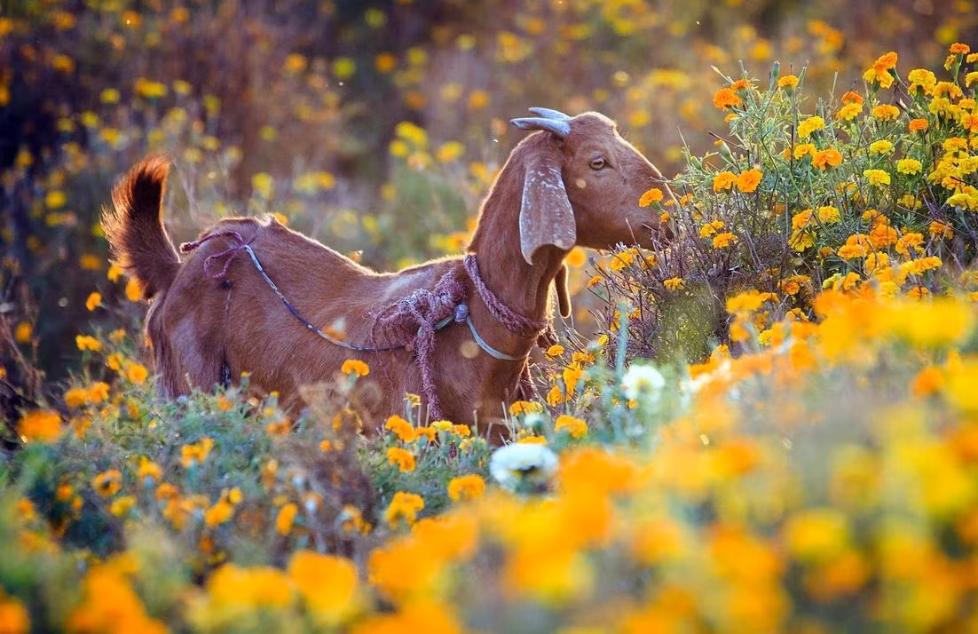 Tuổi Mùi hôm nay được quý nhân giúp đỡ. Công việc chỉ ở mức trung bình, con giáp đừng mải đùa cợt mà thiếu tập trung, dễ khiến lãnh đạo đánh giá. Nếu có cơ hội hợp tác làm ăn, tuổi Mùi hãy nắm lấy, tiền bạc sẽ tìm đến.