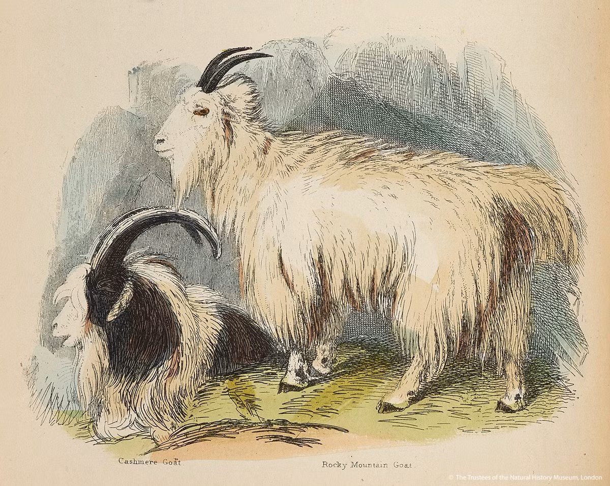 Theo dự đoán cho 12 con giáp, những người tuổi Mùi rất tốt bụng, hiền lành, hòa đồng. Vì vậy, con giáp được lòng mọi người, dễ dàng nhận được sự giúp đỡ, động viên của tất cả.