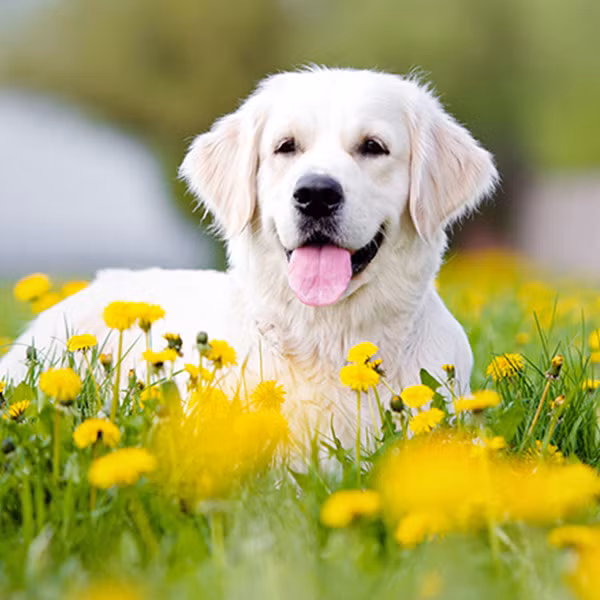 Con giáp vốn học giỏi từ nhỏ. Có tài năng chỉ tại quá thẳng thắn, nên hay bị cấp trên đè nén. Thế nhưng từ nay tuổi Tuất thể hiện được năng lực, con đường sự nghiệp sẽ thẳng tắp.