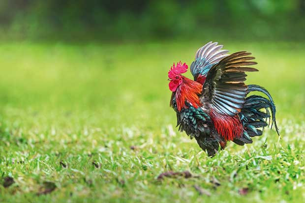 Tuổi Dậu hôm nay phải đề phòng đồng nghiệp, không phải ai cũng tốt với bạn như bên ngoài. Hôm nay con giáp thu tiền rủng rỉnh, cẩn thận có chuyện thị phi.