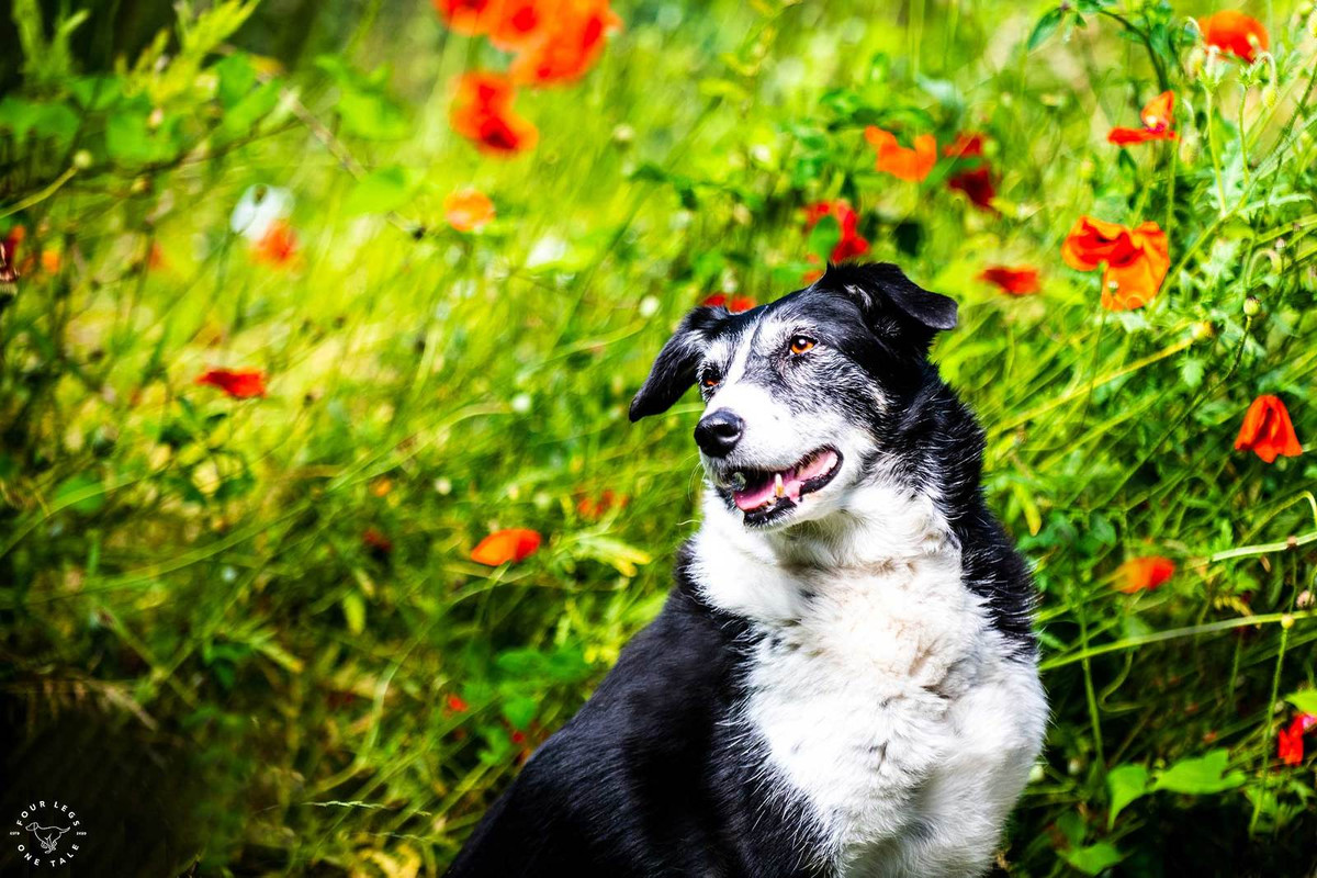 Tuổi Tuất chỉ cần chăm chỉ, sẽ không chịu thiệt thòi trong công việc. Con giáp nên hạn chế đầu quá nhiều, sẽ tạo gánh nặng cho bản thân.