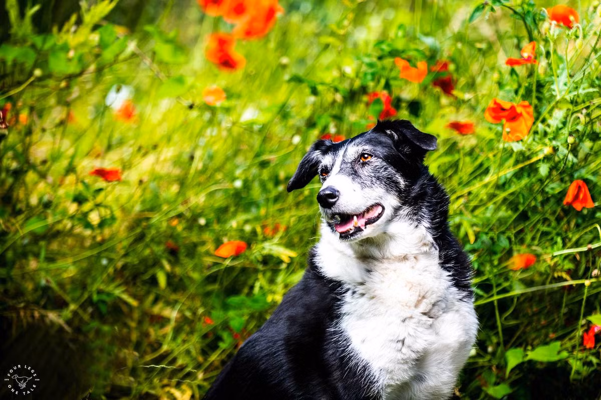 Tuổi Tuất chỉ cần chăm chỉ, sẽ không chịu thiệt thòi trong công việc. Con giáp nên hạn chế đầu quá nhiều, sẽ tạo gánh nặng cho bản thân.