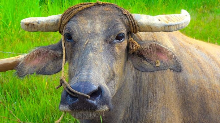 Những người tuổi Sửu tốt bụng, ngay thẳng, làm việc gì cũng nghĩ trước nghĩ sau. Nhược điểm của con giáp này là cẩn thận nhưng không đủ quyết đoán nên mưu sự lớn khó thành.