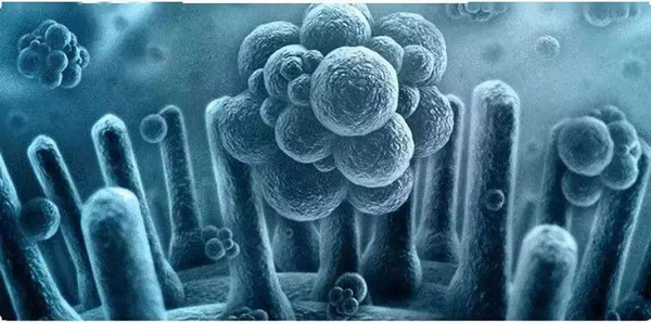 Chuyên gia sức khỏe cho rằng, không thay mới quần lót định kỳ, giặt quần lót chung với các trang phục khác là sai lầm nhiều người mắc. Điều này khiến vi khuẩn có cơ hội tích tụ ở đáy quần, gây ra nhiều mối nguy sức khỏe phụ khoa.