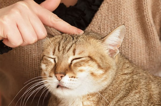 Tuổi Mão bị hung tinh chiếu, nên suốt thời gian qua rơi vào cảnh đau khổ, vất vả mà không được người khác thấu hiểu. Chưa đến 1/5, cung sự nghiệp có cát tinh đóng, con giáp nhân cơ hội này sự nghiệp, tài lộc lên một tầm cao mới.