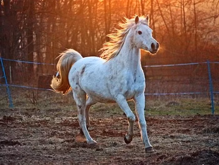 Tuổi Ngọ nếu không chịu học hỏi sẽ khó có tiến bộ, nhất là khi bạn đang được lãnh đạo trao cơ hội thuận lợi, cẩn thận kẻo để lỡ. Hôm nay con giáp đừng vì sĩ diện, cái tôi mà tiêu tiền quá tay.