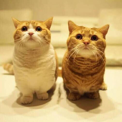 Những con giáp tuổi Mão đang mong sinh con, đây là cơ hội Trời cho, cần chú ý giữ gìn sức khỏe, bỏ thuốc, rượu bia để có hiệu quả tốt nhất.