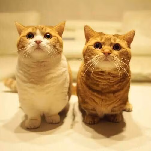 Những con giáp tuổi Mão đang mong sinh con, đây là cơ hội Trời cho, cần chú ý giữ gìn sức khỏe, bỏ thuốc, rượu bia để có hiệu quả tốt nhất.