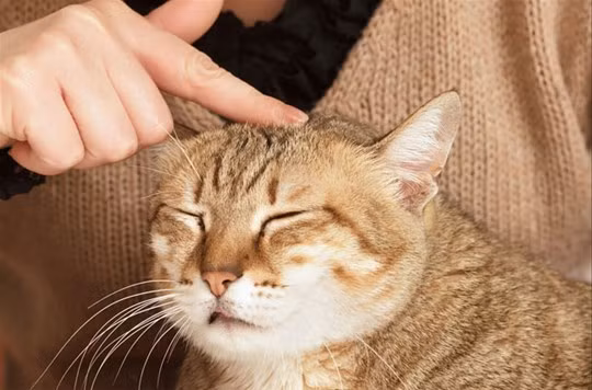 Từ ngày 11/4 cho đến giữa tháng, vận may tìm đến không ngăn nổi. Con giáp cung mệnh vốn có Thiên Diêu, lại thêm Cát tinh, nếu nắm bắt được cơ hội này, vận may thi nhau kéo đến, cuộc sống chỉ có phất lên.