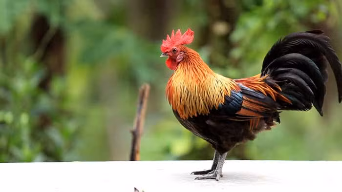 Tuy nhiên, chính vì chăm chỉ, sức khỏe của tuổi Dậu tháng này không tốt, thường mệt mỏi, cần chú ý giữ gìn.