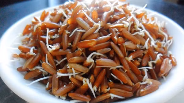 Gạo lứt. Gạo lứt được đánh giá cao về mặt dinh dưỡng vì còn nguyên cám, nguyên phôi. Khi gạo lứt nảy mầm, các enzyme thủy giải sẽ hoạt động tích cực để biến những chất phức tạp trở nên dễ tiêu. Lượng tinh bột trong gạo lứt cũng giảm đáng kể sau khi nảy mầm, biến thành chất xơ (cellulose, hemicellulose…) rất tốt cho việc ăn kiêng giảm cân.