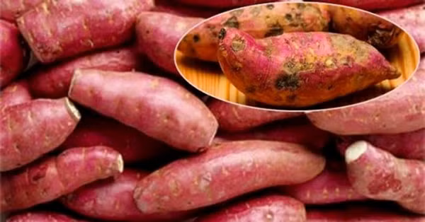 Khoai lang. Khoai lang mọc mầm không sinh ra độc tố nhưng lại tiềm ẩn nhiều nấm mốc, tạo điều kiện thuận lợi cho vi khuẩn sinh sôi. Dùng chúng làm thức ăn sẽ không có lợi.