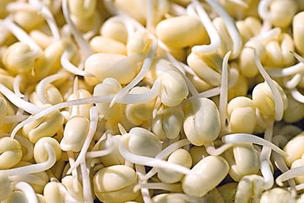 Đặc biệt, đậu tương mọc mầm có chứa hàm lượng isoflavon đạt mức cao nhất. Lượng vitamin E, Vitamin C trong chúng cũng có khả năng làm chậm quá trình lão hóa, rất hữu ích cho nỗ lực làm đẹp và giảm cân.