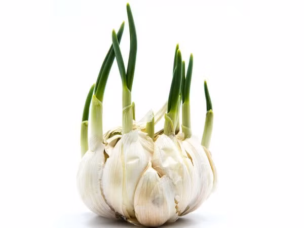 Thuc pham moc mam khong nen vut bo, duong chat tang gap doi