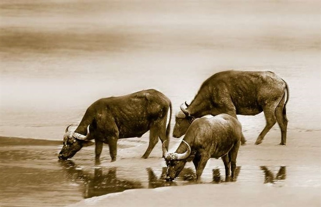 Cũng theo dự đoán cho 12 con giáp, tuổi Sửu có một ngày làm việc hanh thông. Tuy nhiên con giáp cẩn thận có khả năng bị mất trộm.