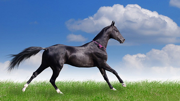 Tuổi Ngọ gặp phiền muộn. Công việc có thể giảm hiệu quả do có sai lầm, hãy cẩn thận hơn. Con giáp không nên đầu tư làm ăn một mình, hợp tác với người khác sẽ tốt hơn.