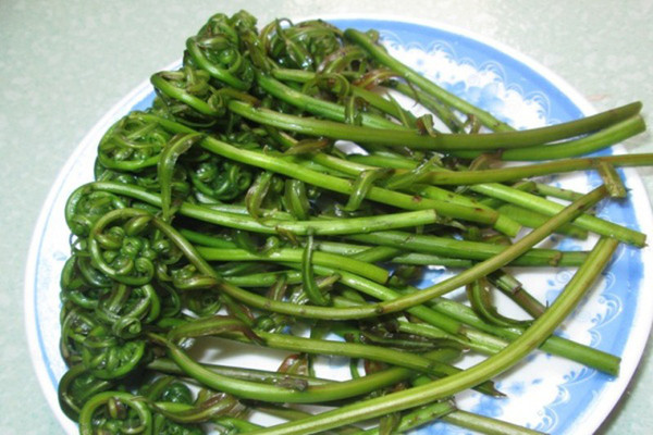 Tuy nhiên, dương xỉ diều hâu có chứa glycosid proto-fern – chất được xem có khả năng tăng nguy cơ ung thư rất mạnh. Thường xuyên ăn dương xỉ diều hâu cũng làm tăng nguy cơ hoại tử tế bào gan. Chính vì vậy, để tránh hại gan, tốt nhất không nên ăn.