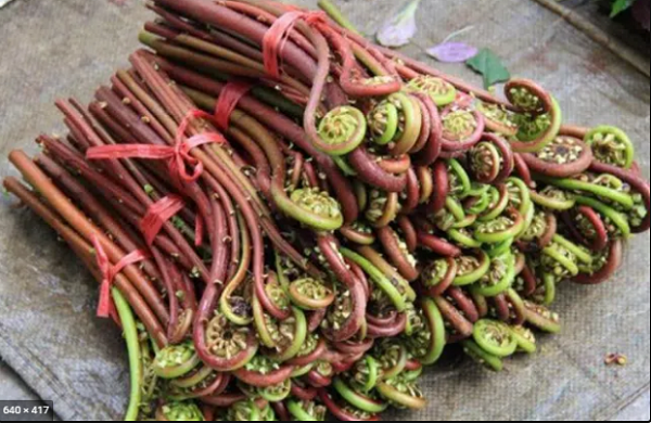 Dương xỉ diều hâu. Dương xỉ diều hâu là loại rau dân dã ở miền nam Trung Quốc. Loại rau này phát triển mạnh vào mùa xuân. Vị giòn dai lạ miệng khiến chúng rất được ưa thích.