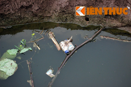 Canh dong cai Gia Lam la liẹt vỏ thuóc sau dọc hại-Hinh-3