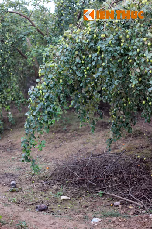 Canh dong cai Gia Lam la liẹt vỏ thuóc sau dọc hại-Hinh-4