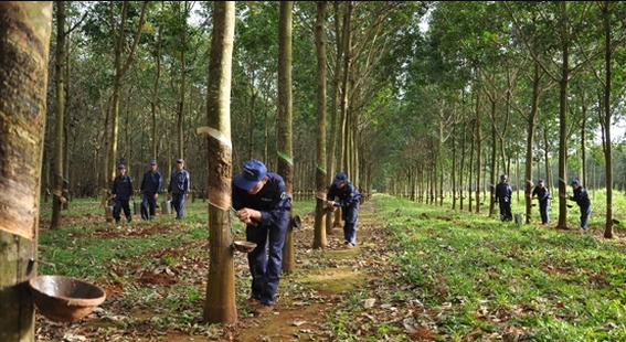 Cao su Đắk Lắk xin hoãn trả 40 tỷ đồng nợ vay vì khó khăn Cao su Dak Lak xin hoan tra 40 ty dong no vay vi kho khan