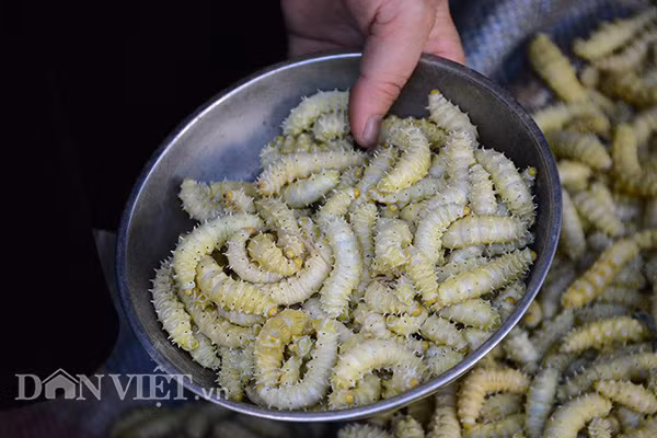 Tằm ăn lá sắn, món ăn ưa chuộng, bổ dưỡng của người Nghĩa Lộ, được mang đến từ xã Nghĩa An.