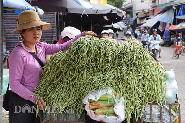 Đậu từ Gia Hội.