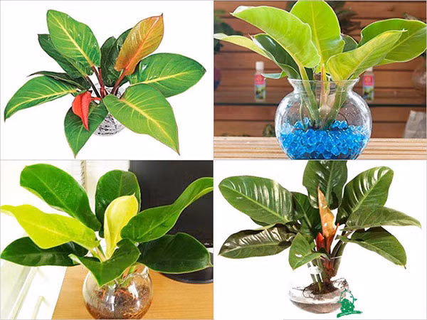 5 loai cay canh de ban cuc tot cho phong thuy-Hinh-4