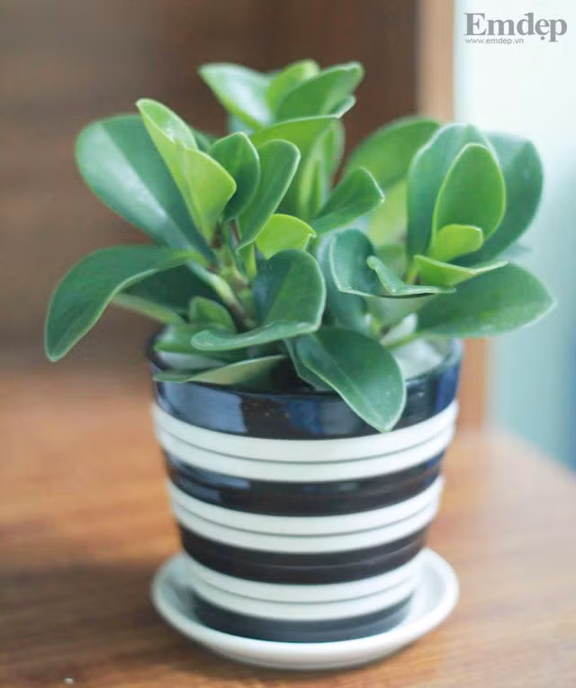 5 loai cay canh de ban cuc tot cho phong thuy-Hinh-2