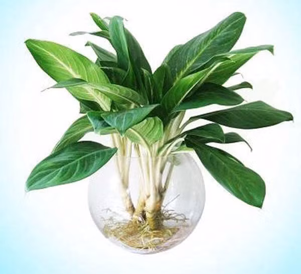 5 loai cay canh de ban cuc tot cho phong thuy-Hinh-5