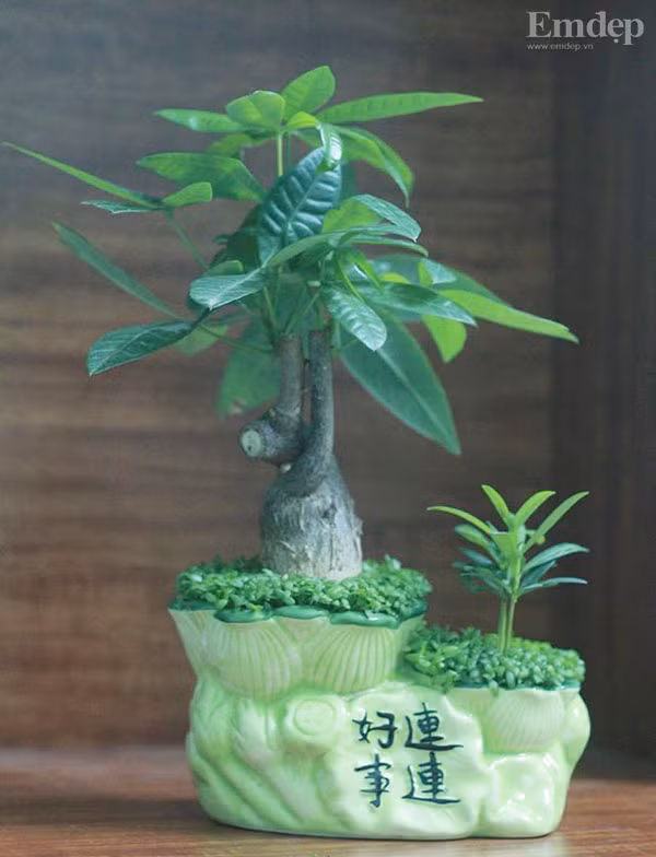 5 loai cay canh de ban cuc tot cho phong thuy