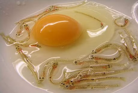 Cá sống Shirouo: Những chú cá rất nhỏ, trong suốt được bày ra đĩa và ăn sống. Cái thú khi thưởng thức shirouo Nhật Bản là cảm nhận những con cá nhỏ ngọ nguậy trong miệng. Khi ăn, thực khách đập quả trứng vào cốc và trộn với một chút giấm. Giấm trộn vào shirouo để làm xót, khiến cá "nhảy múa" mạnh hơn bình thường, tạo "cảm giác" nhiều hơn cho người thưởng thức.