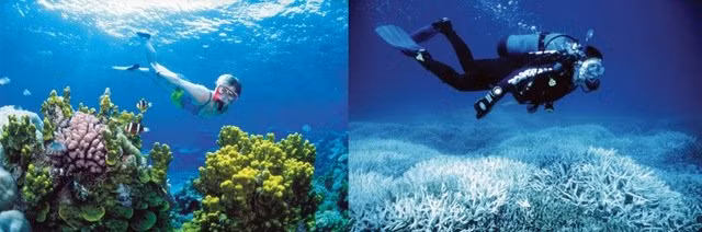 Kì quan thiên nhiên Great Barrier Reef (Úc) bị phá hủy nghiêm trọng sau 12 năm (ảnh chụp năm 2002 và 2014).