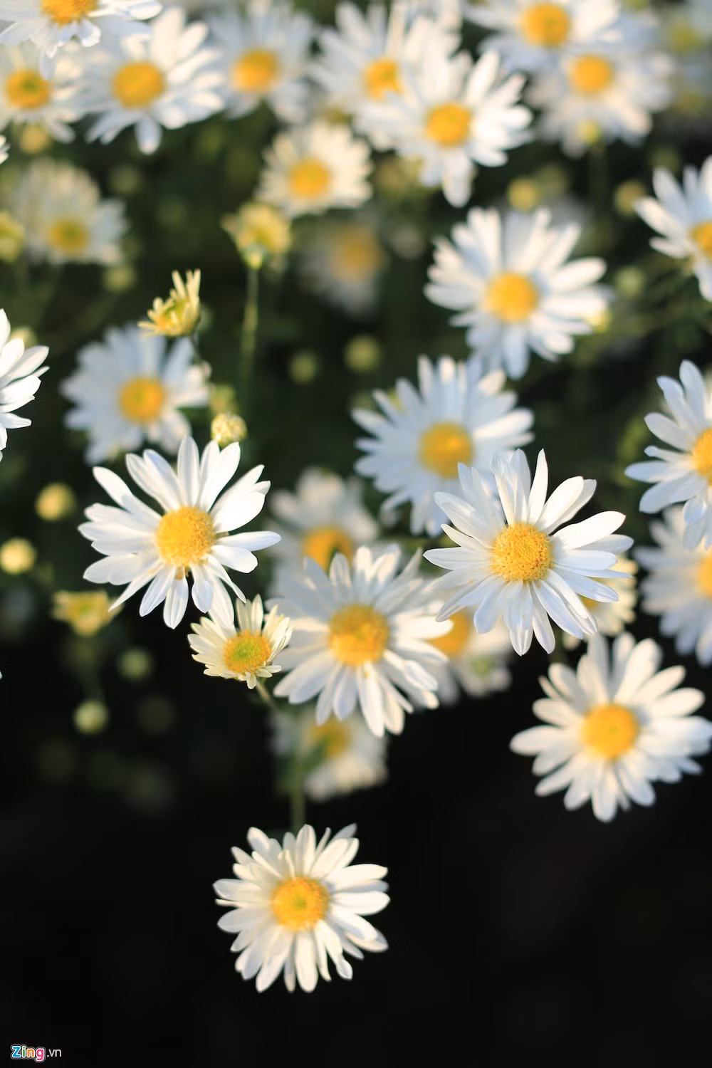 Cúc họa mi, loài hoa đặc trưng của mùa đông Hà Nội đang nở rộ.