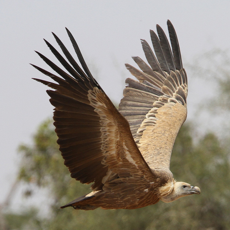 Đây là lần đầu tiên các nhà khoa học tìm thấy lông vũ được bảo quản theo cách như vậy và với mức độ chi tiết cao. Ngoài ra, họ chưa từng phát hiện hóa thạch nào được bảo quản trong zeolite. Khám phá thú vị này được kỳ vọng sẽ mở đường cho việc tìm thấy những hóa thạch khác trong đá núi lửa. Ảnh: datazone.