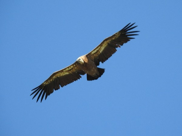 "Zeolit là khoáng chất giàu silic và nhôm và phổ biến trong môi trường địa chất núi lửa và thủy nhiệt. Zeolit có thể hình thành dưới dạng khoáng chất chính (với các tinh thể đẹp) hoặc có thể hình thành thứ cấp, trong quá trình biến đổi tự nhiên của thủy tinh núi lửa và tro", nhà cổ sinh vật học Valentina thông tin. Ảnh: valenciabirding.