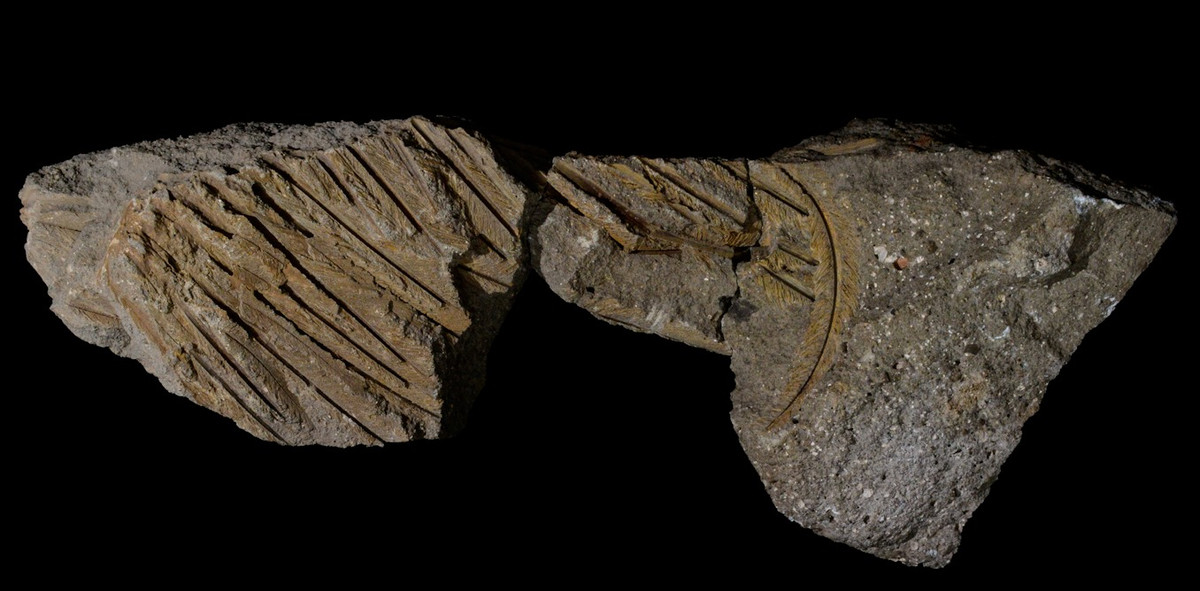 "Khi phân tích bộ lông hóa thạch của con kền kền, chúng tôi thấy mình đang ở một lĩnh vực chưa được khám phá. Những chiếc lông này không giống với những gì chúng ta thường thấy ở các hóa thạch khác", nhà cổ sinh vật học Valentina nói. Ảnh: Edoardo Terranova, CC BY-SA.