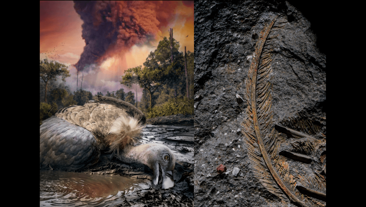 "Lông hóa thạch thường được bảo quản trong các lớp đá bùn cổ đại nằm dưới hồ hoặc đầm phá. Kền kền hóa thạch được bảo quản trong các trầm tích tro và điều này cực kỳ bất thường", tác giả chính của nghiên cứu Valentina Rossi - nhà cổ sinh vật học tại University College Cork ở Ireland, cho biết. Ảnh: Edoardo Terranova &amp; Dawid A. Iurino.