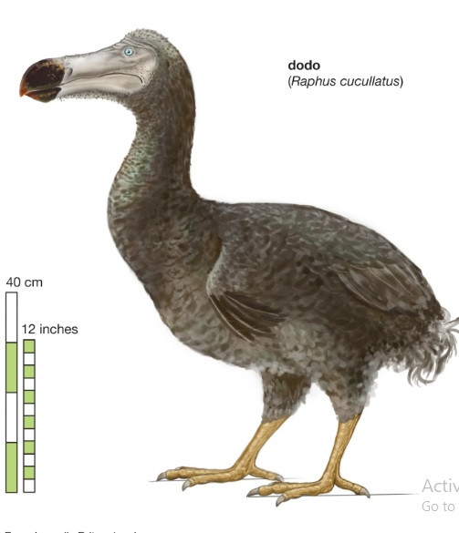 Loài chim Dodo không hề biết sợ hãi con người. Do không biết bay và chạy chậm chạp nên chúng dễ dàng bị bắt, giết thịt. Ảnh: Encyclopædia Britannica, Inc./Christine McCabe.