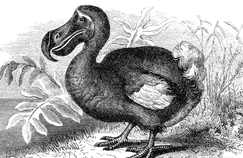 Dương thường xuyên ghé vào Mauritius để bắt chim Dodo làm thức ăn. Ảnh: Nastasic—DigitalVision Vectors/Getty Images.