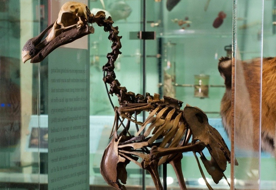 Gần đây, các nhà khoa học có kế hoạch hồi sinh chim dodo thông qua việc kết hợp những tiến bộ trong giải trình tự DNA cổ đại, công nghệ chỉnh sửa gene và sinh học tổng hợp. Ảnh: Bảo tàng Lịch sử Tự nhiên Mỹ.