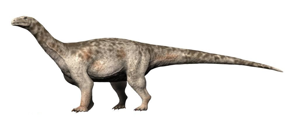 Ledumahadi mafube - loài động vật sống vào kỷ Jura có họ hàng gần với khủng long chân thằn lằn, bao gồm Brontosaurus. Ảnh: wikipedia.