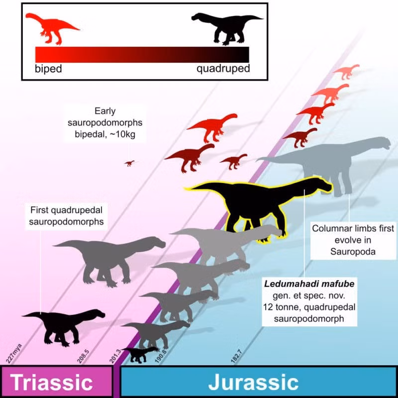 Với kích thước và trọng lượng như vậy, các nhà nghiên cứu tin rằng, Ledumahadi mafube là loài động vật lớn nhất từng lang thang trên Trái đất vào khoảng 200 triệu năm trước. Ảnh: McPhee et al./Current Biology.