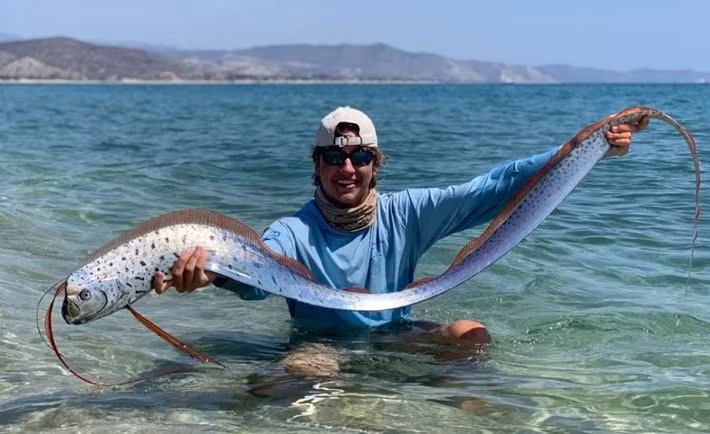 Cá thể cá mái chèo có thể đạt chiều dài lên tới 11m. Cơ thể của chúng có màu bạc lấp lánh là nhờ chất guanine, chứ không phải vảy cá như nhiều loài cá khác. Ảnh: Noah Thompson.