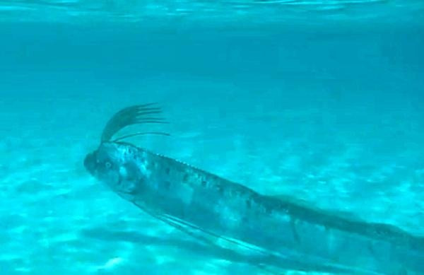 Tương truyền, loài cá mái chèo được Thần Biển gửi đến để cảnh báo con người về những trận động đất sắp xảy ra. Ảnh: ocregister.