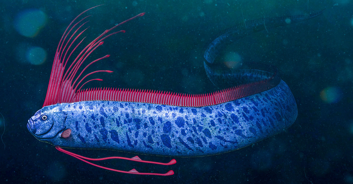 Trong văn hóa dân gian của Nhật Bản, sự xuất hiện của "cá tận thế" với ánh bạc lấp lánh được xem là điềm báo cho một thảm họa sắp xảy ra. Ảnh: thetravel.