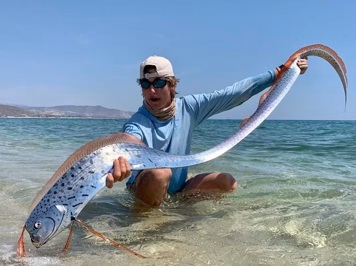 Loài cá mái chèo (oarfish) có thân hình mảnh khảnh giống lươn và dẹt. Chúng có các tia vây lưng màu đỏ cam chạy dọc cơ thể. Ảnh: Noah Thompson.