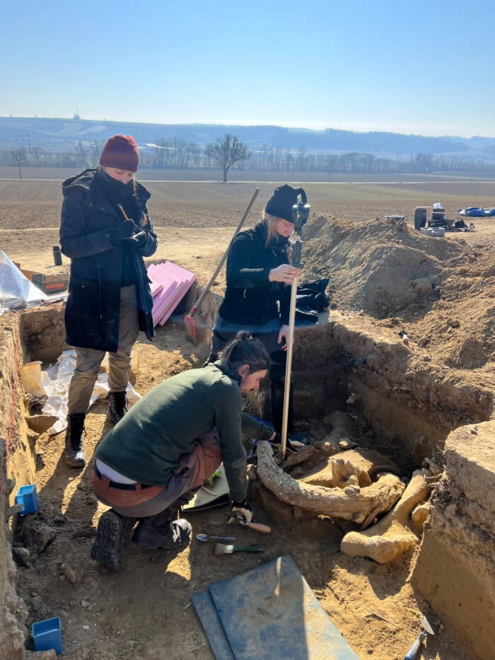 Phát hiện mới bao gồm những chiếc xương khổng lồ của voi ma mút sống vào kỷ băng hà được chất thành 2 đống, chôn cách nhau khoảng 15m. Ảnh: ÖAW-ÖAI/Marc Händel.